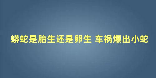 蟒蛇是胎生还是卵生 车祸爆出小蛇